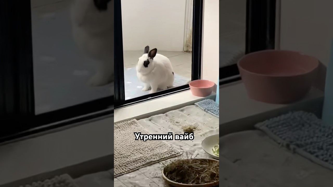 Утренний вайб 