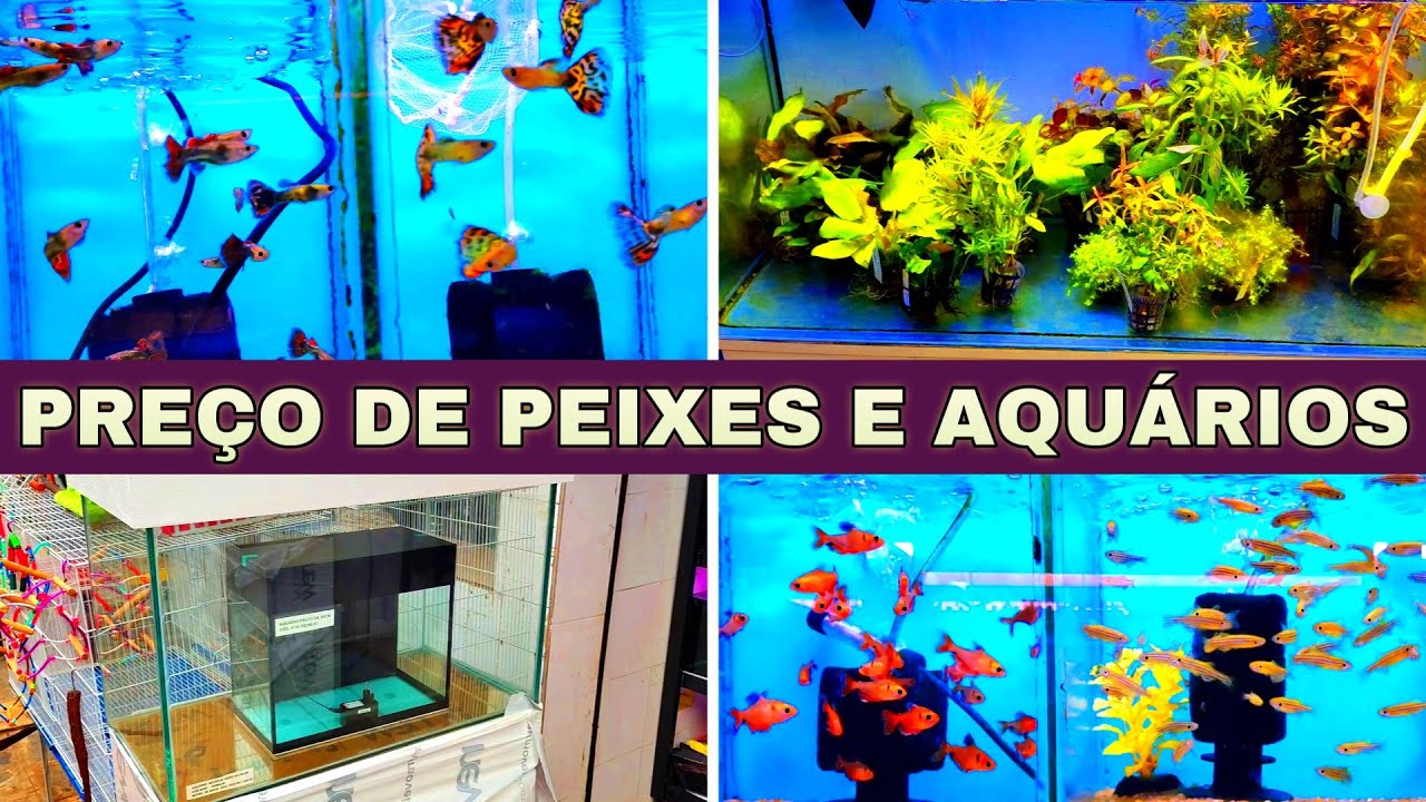 Preço de PEIXES e de AQUÁRIOS- guppy #aquario #aquarismobrasil