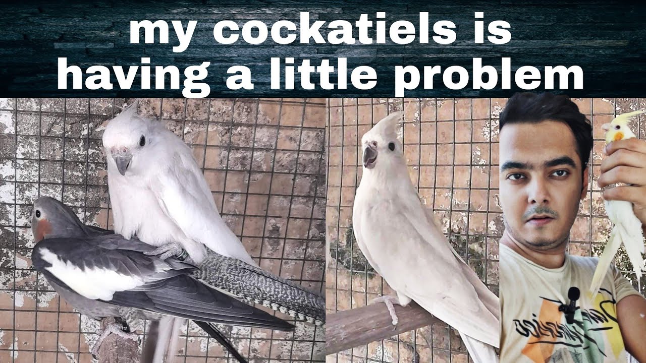 My cockatiels are facing a little problem | Part 545 | Urdu Hindi Punjabi