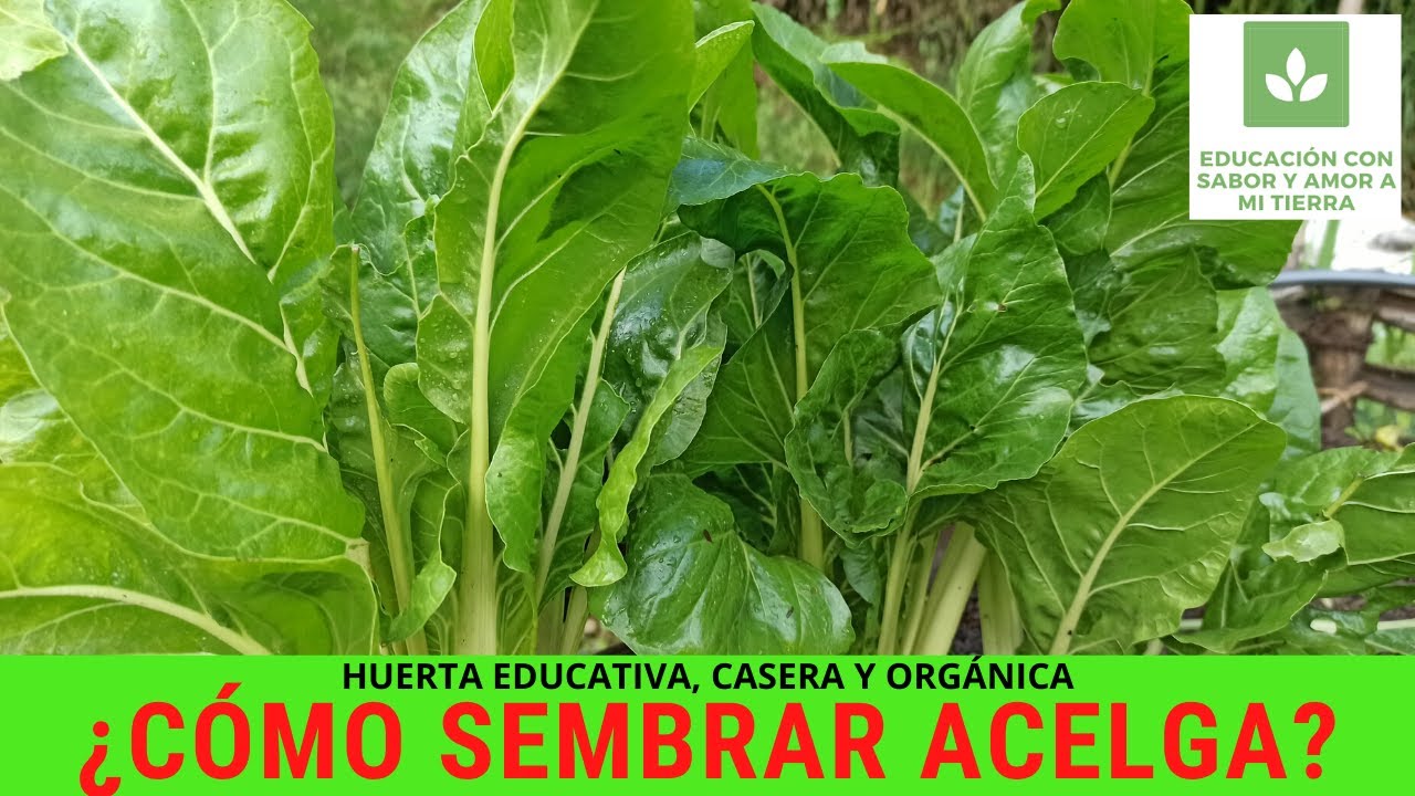 CÓMO SEMBRAR ACELGA