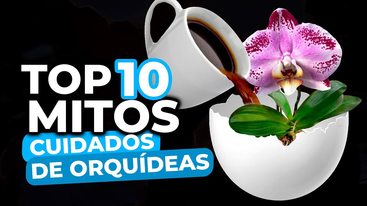 Top 10 Mitos Sobre el Cuidado de las Orquídeas
