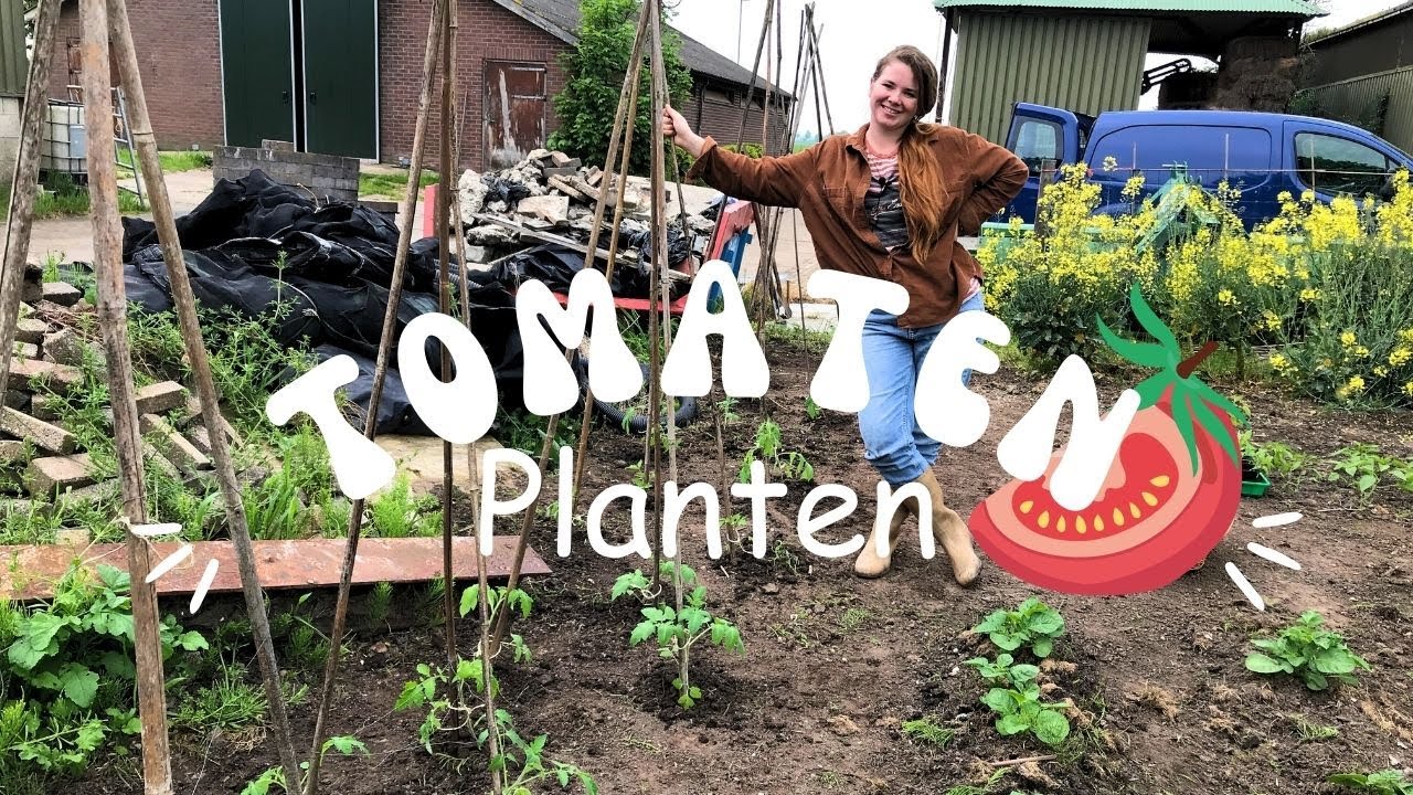 TOMATEN Planten | Moestuin Tips | Tomaten BUITEN Kweken