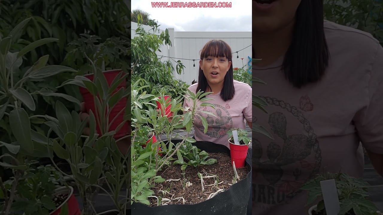 Как выращивать помидоры в мешках или контейнерах #помидоры #сад #советыпосадоводству #выращенодом...