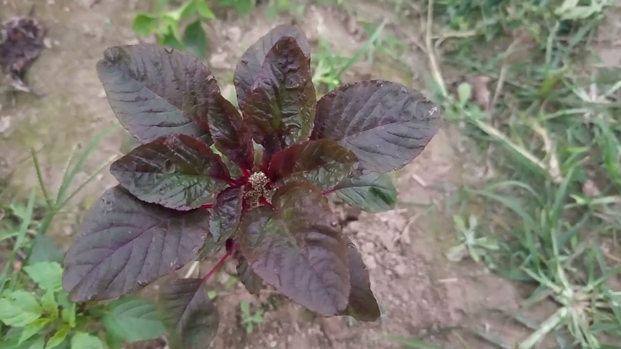 লাল শাঁক গুলো কিভাবে চাষ করা হয় ভিডিওটি দেখে নিন  58