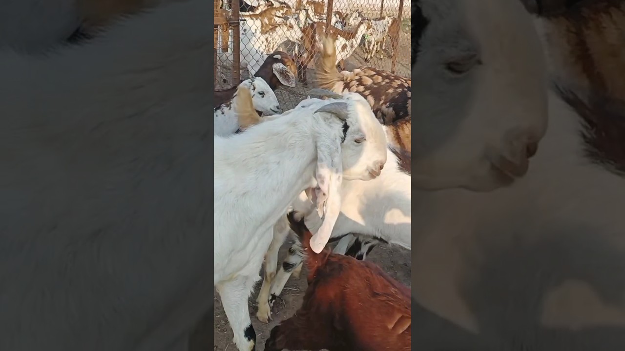 Mathura Goat Farm