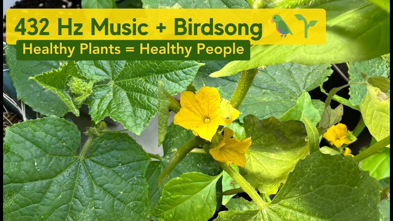432 Hz Music for Garden Plants + Healing Birdsong for Plant Growth 🌱 Healthy Plants = Healthy People