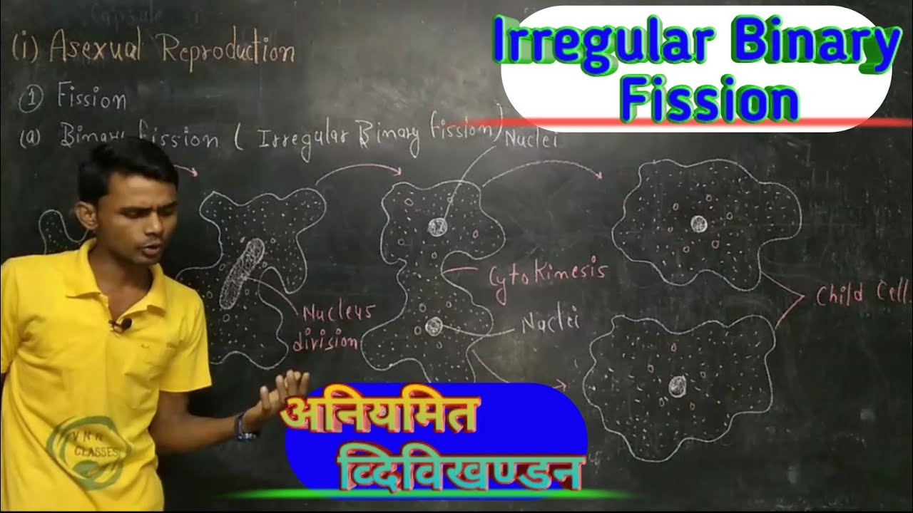 Binary fission and  irregular binary fission by- Prahalad Sir
