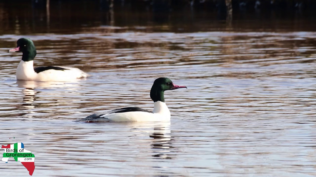 Grote Zaagbek - Goosander