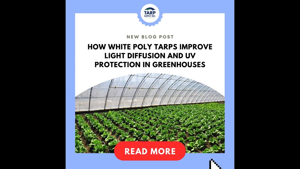 How White Poly Tarps Improve Light Diffusion and UV Protection in Greenhouses.mp4