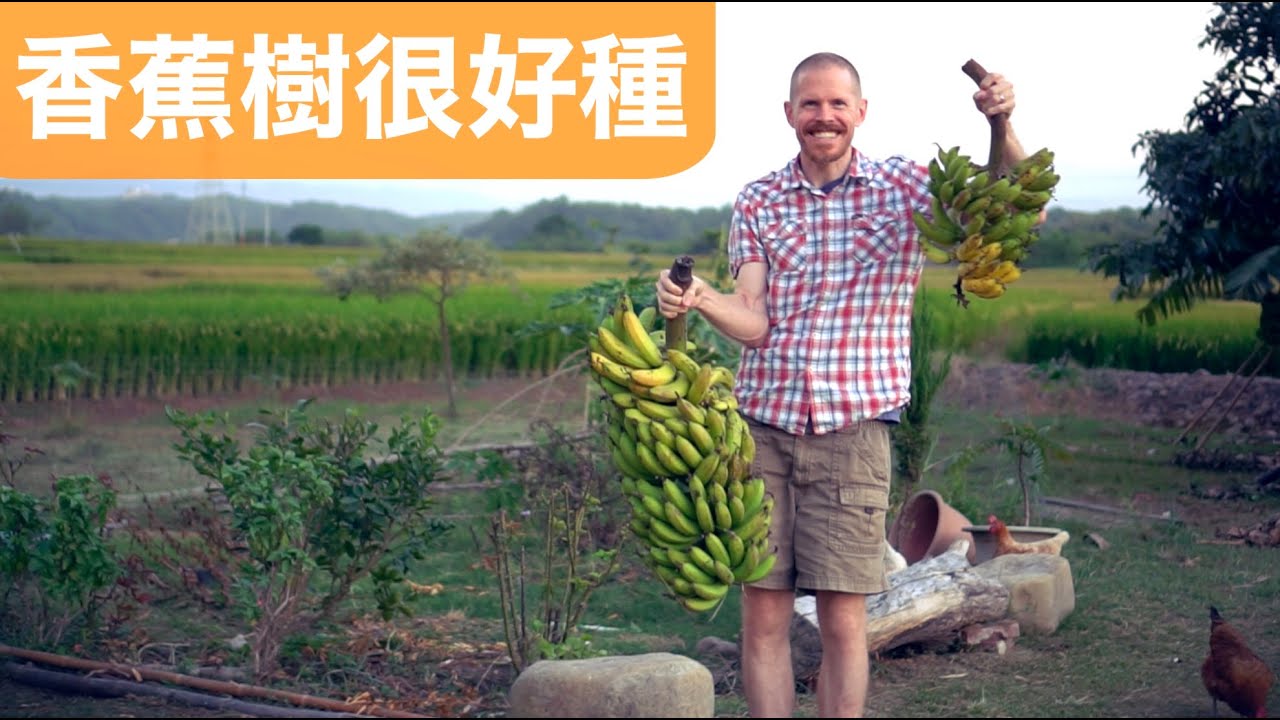 如何修剪香蕉樹 （水果太重了樹開始倒了，得趕快救其他的樹）