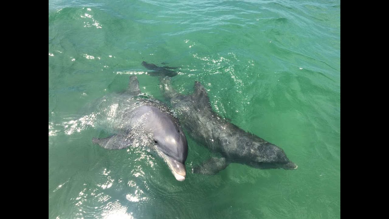 Fort Myers Beach Dolphin Tour - Sight Sea-R Boat at Salty Sam's Marina