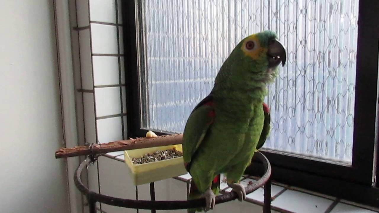 Papagaio PATRIOTA canta Hino nacional