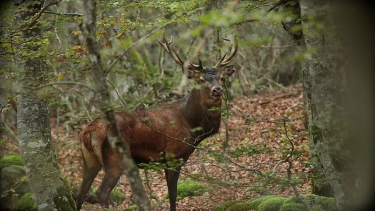 Les Cabanes de Chanteclair