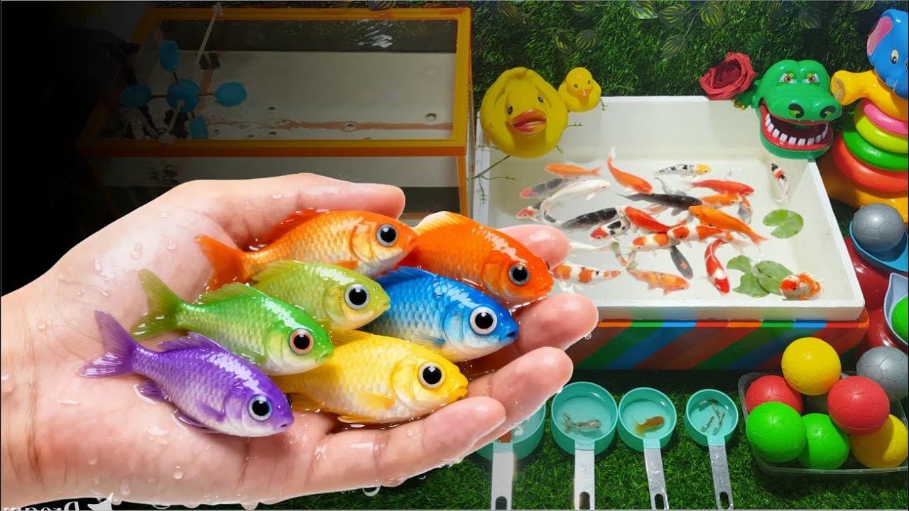 Unboxing Ikan Hias Warna Warni, Ikan Koki, Ikan Molly, Ikan Koi 🐟 Unboxing colorful ornamental fish