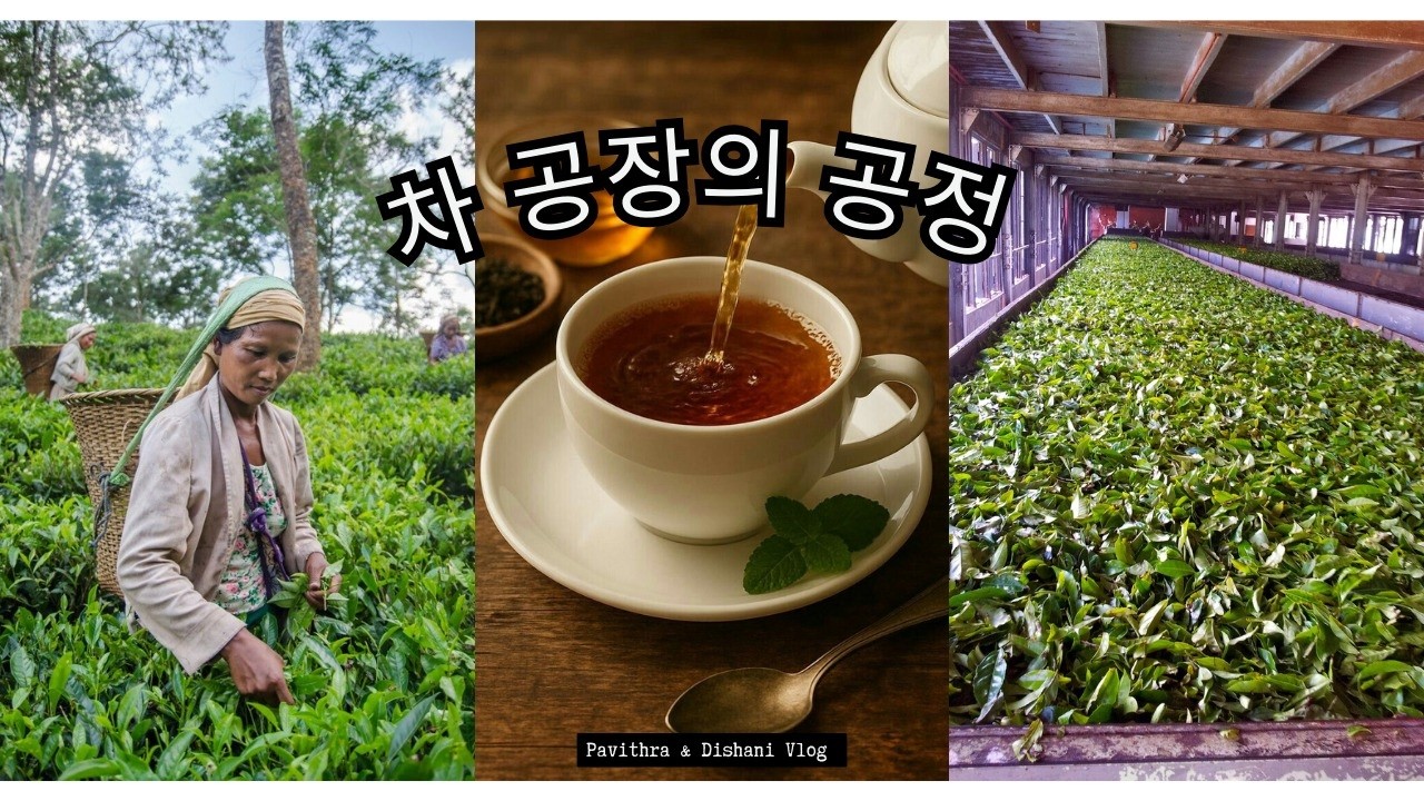 [ PAVITHRA  & DISHANI VOLG ] 차 공장의 공정