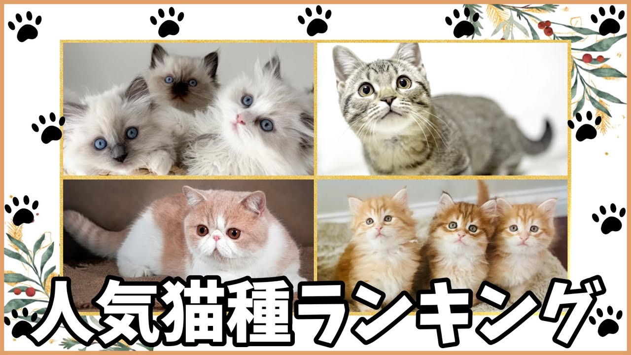 人気猫種ランキング 2026年最新版