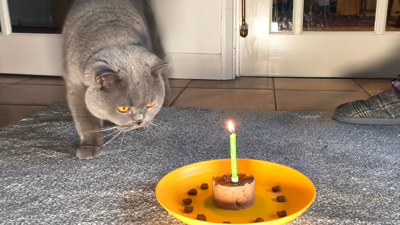 Coconut Blue British Shorthair - Happy Birthday!