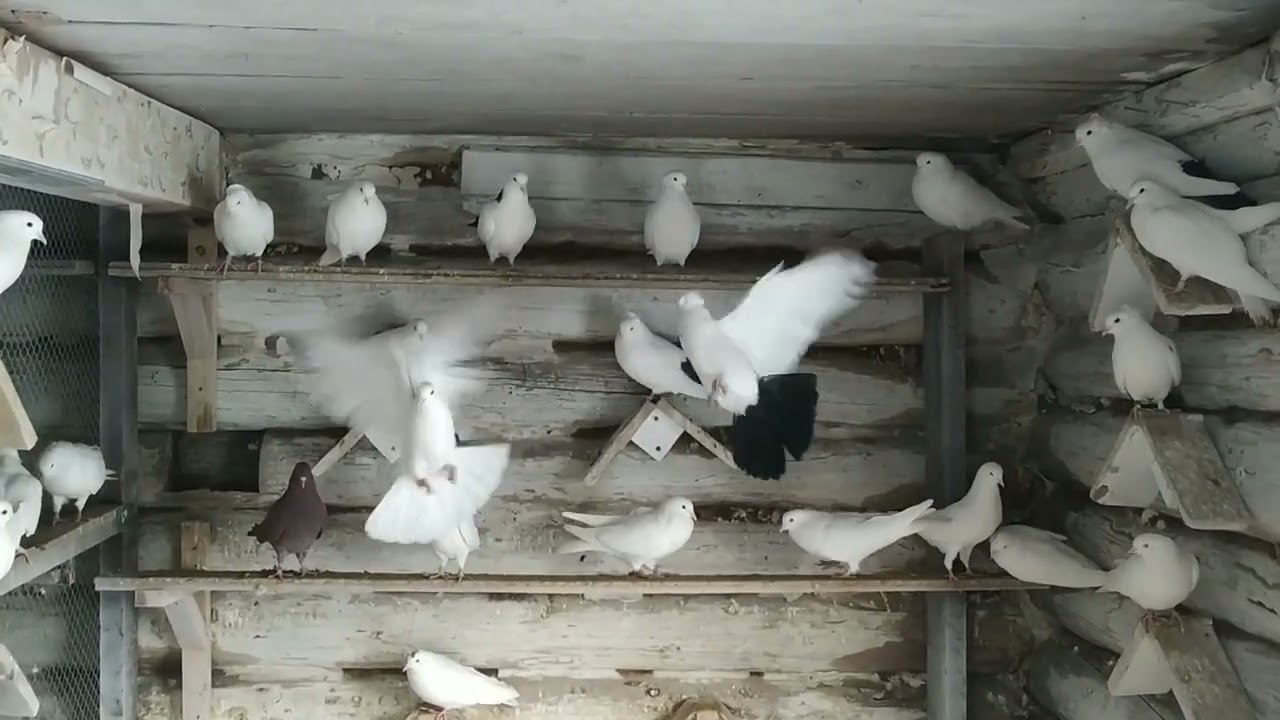 Бакинские голуби 🕊 Потери на новом месте