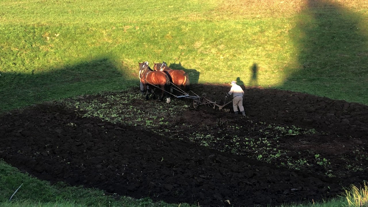Franci Ostanek - oranje s konji