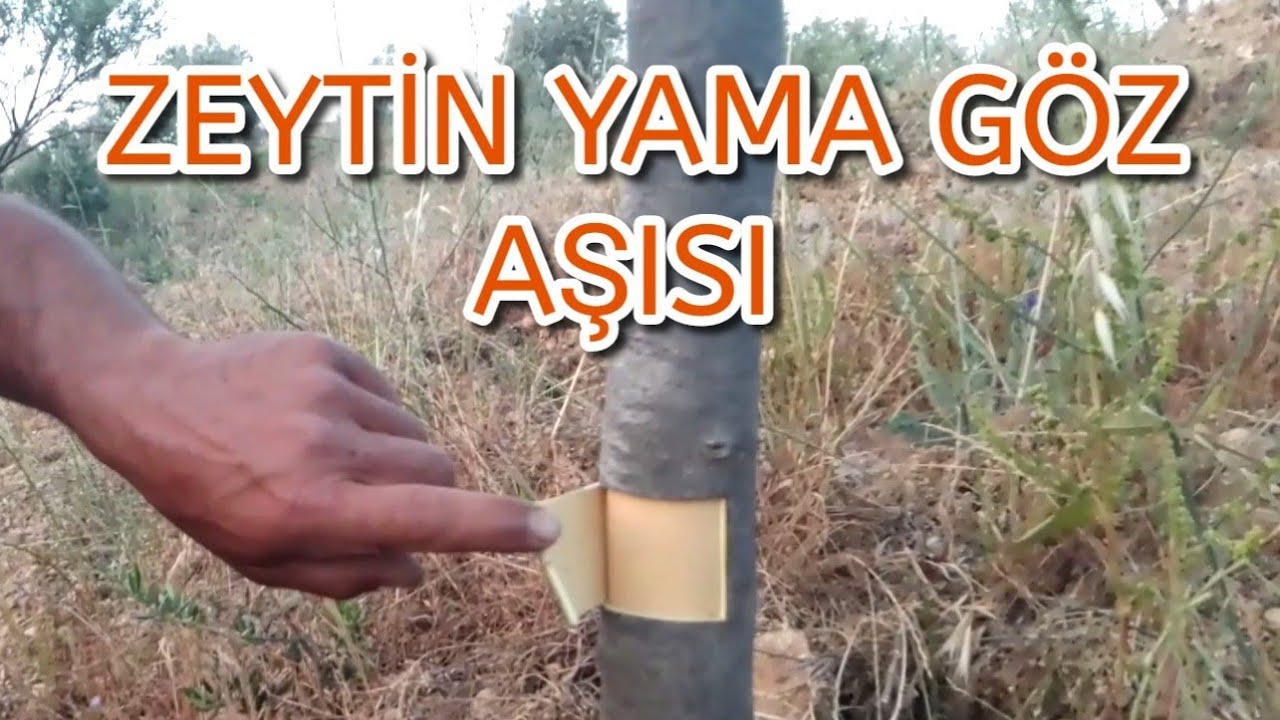 ZEYTİN YAMA GÖZ AŞISI NASIL YAPILIR.(pencere şekli) Zeytin aşısı ne zaman yapılır. #ZeytinAşısı