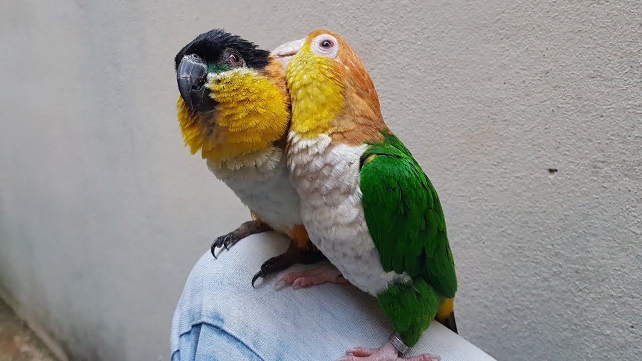 MARIANINHAS | PACO E NINA | Caique Parrot - UDP
