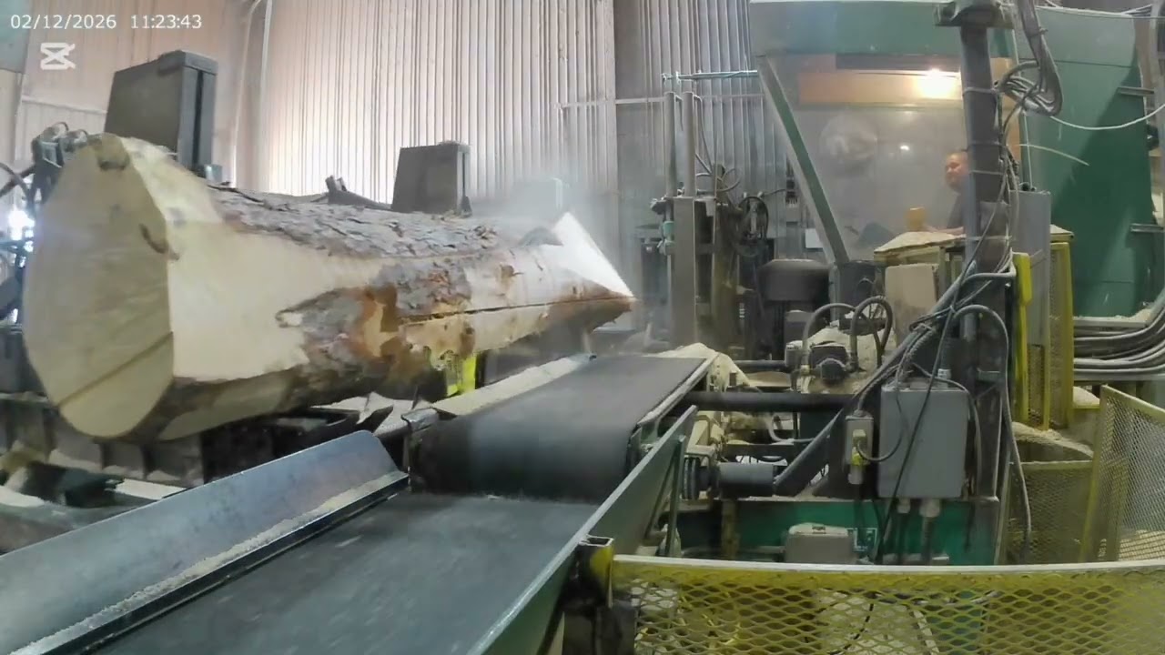 30 Minutes of Sawing Great Big Spruce 