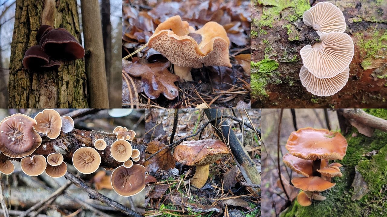 LASY W GRUDNIU PEŁNE JADALNYCH GRZYBÓW 10.12.25