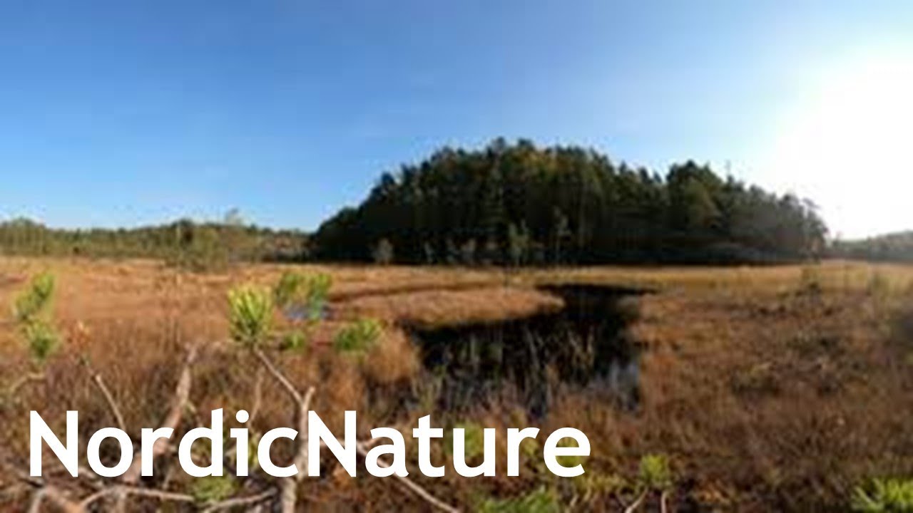 Sunny autumn day in a raised bog 360, a unique wet habitat, Nordic nature