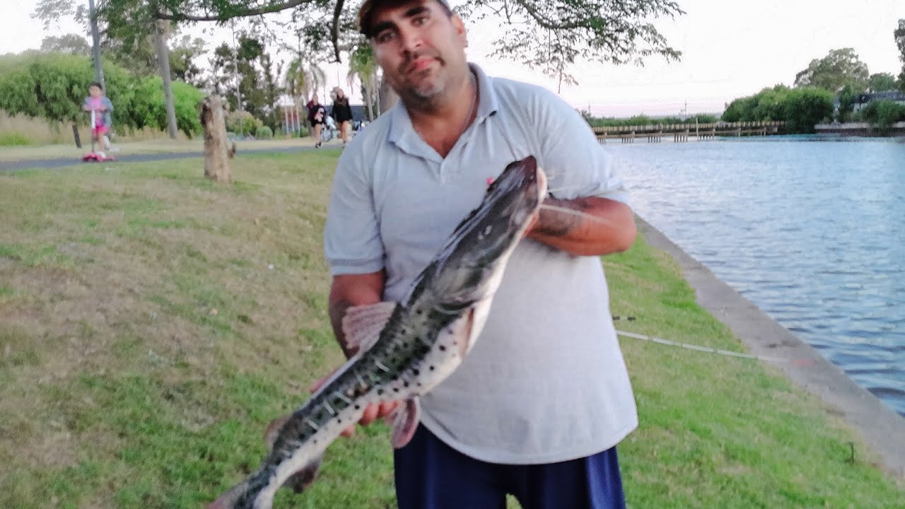 Linda pesca en tigre 