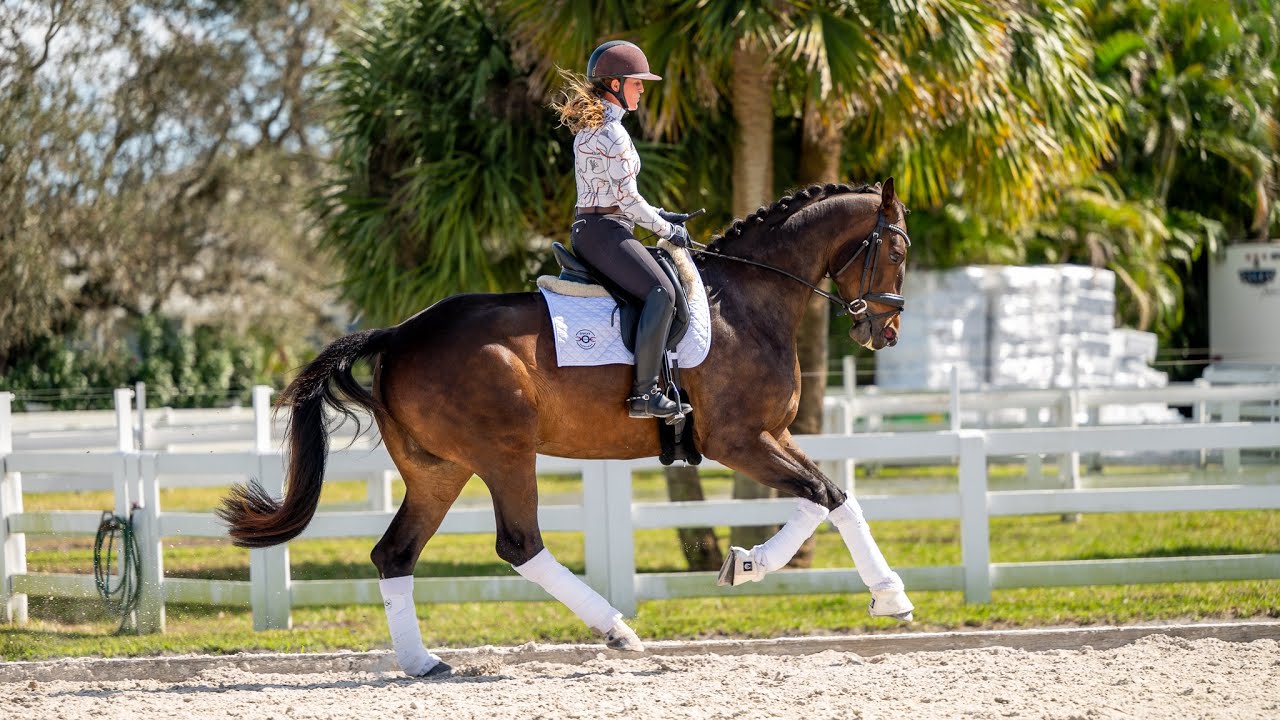 MSJ Glamorous, 2021 mare from Mount St. John. Glamourdale x Sir Donnerhall