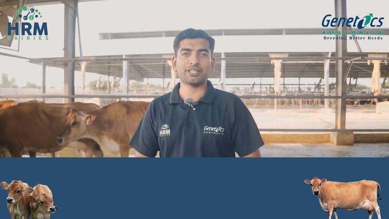 Best Jersey Cows In Pakistan | #hrm #drsajid #Bestgenetic #geneticsAustralia #pakistan
