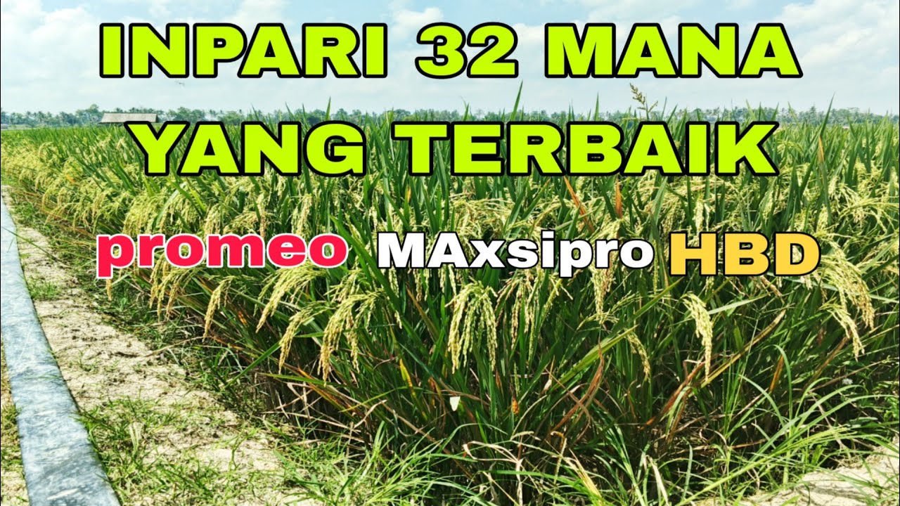 INPARI 32 PROMEO, MAXSIPRO, HBD BAGUS YANG MANA?