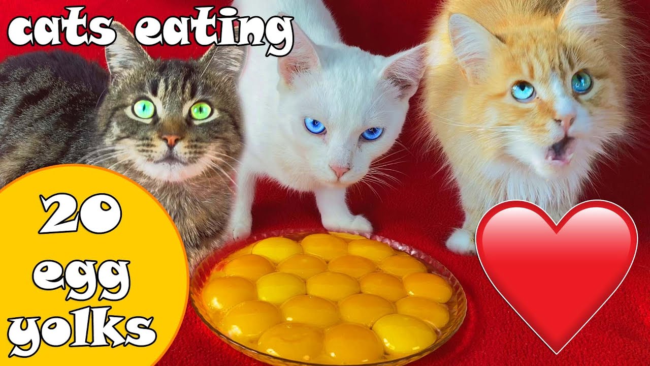 8 cats eating 20 egg yolks asmr