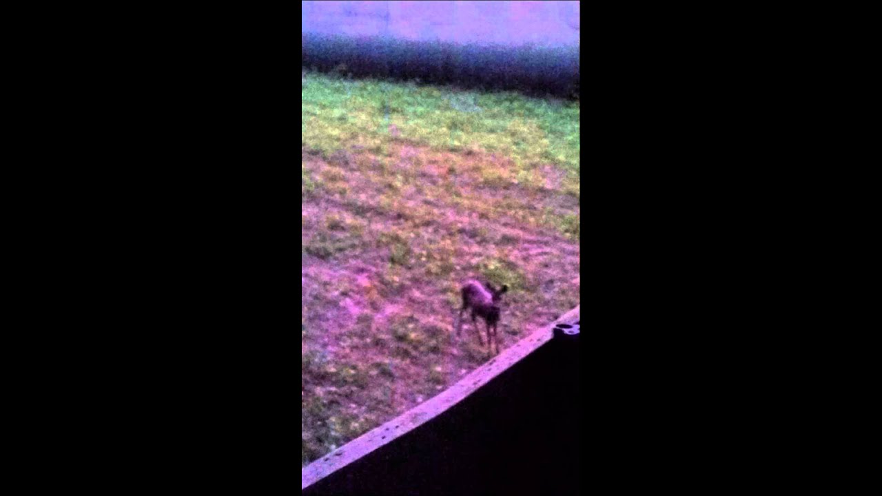 Ricke fiept nach ihrem schwarzen Kitz