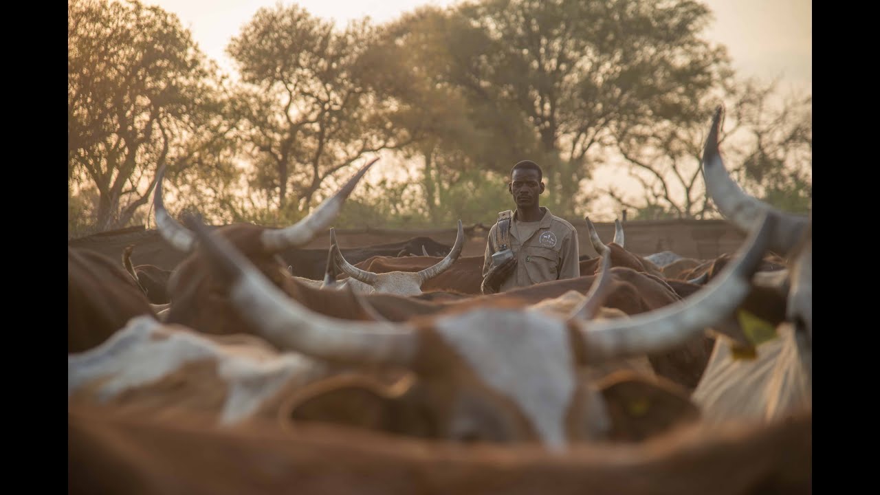 First Sale of Certified Wildlife Friendly Beef in Africa- CLAWS