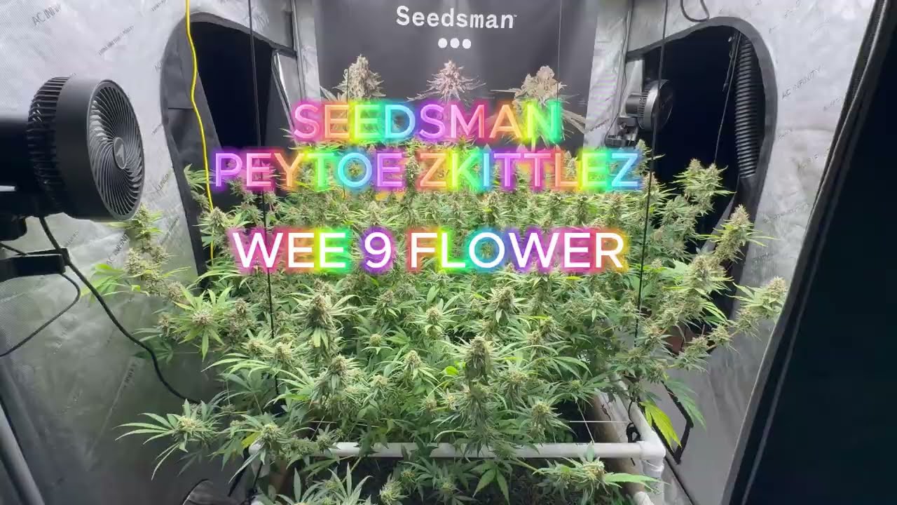 PEYOTE ZKITTLEZ EP15 (9-я неделя, Цветок)