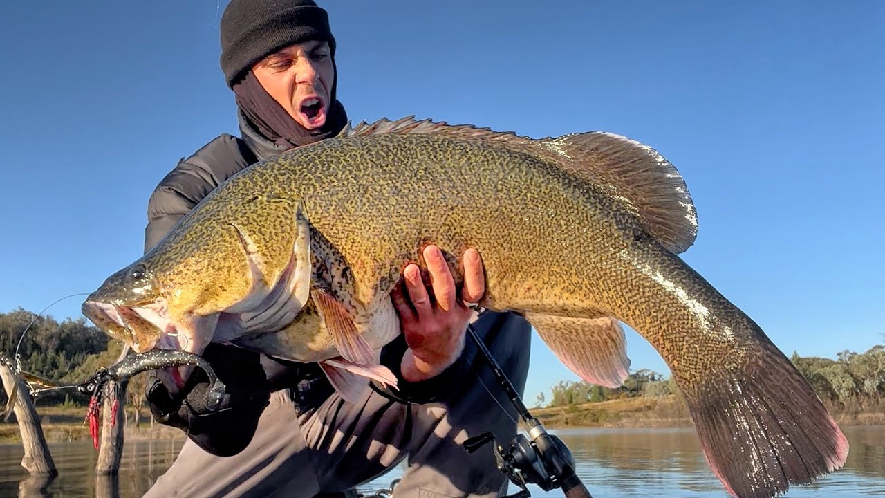 HUGE Murray Cod Live Here!!! COPETON DAM
