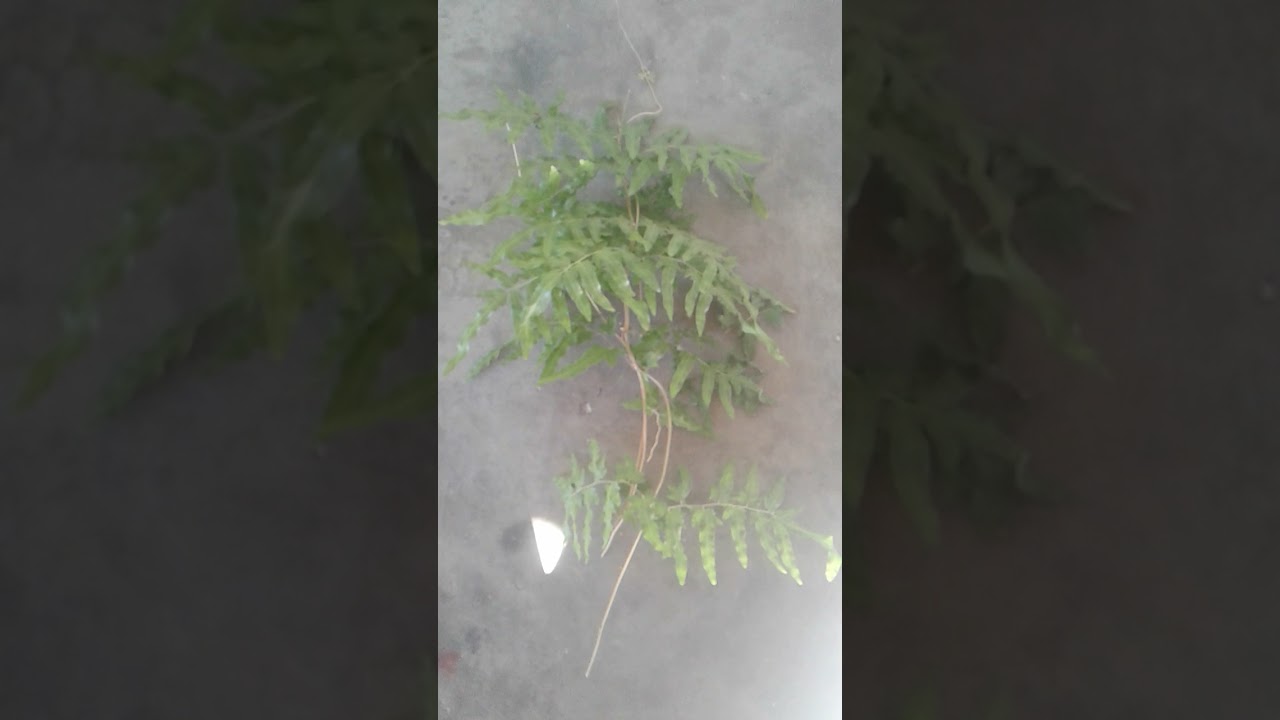 Crespillo  planta  efectiva contra calenturas