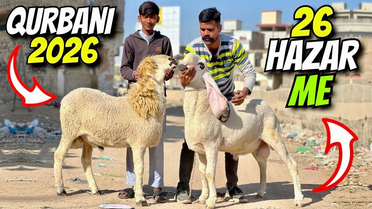 Sirf 26 Hazaar Me Qurbani?! 😱 | Karachi Ka Sab Se Sasta Qurbani Ky Tiyar Janwar 🐐💸 
