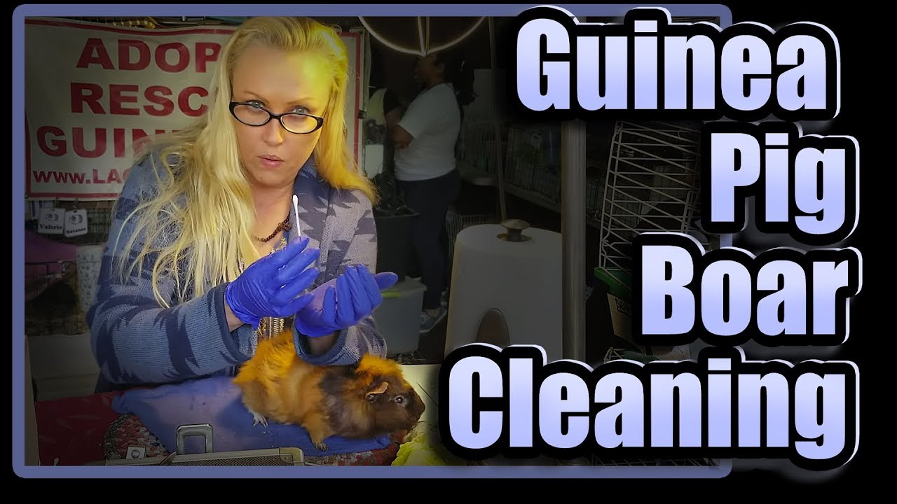 Guinea Pig Boar Cleaning with Paco