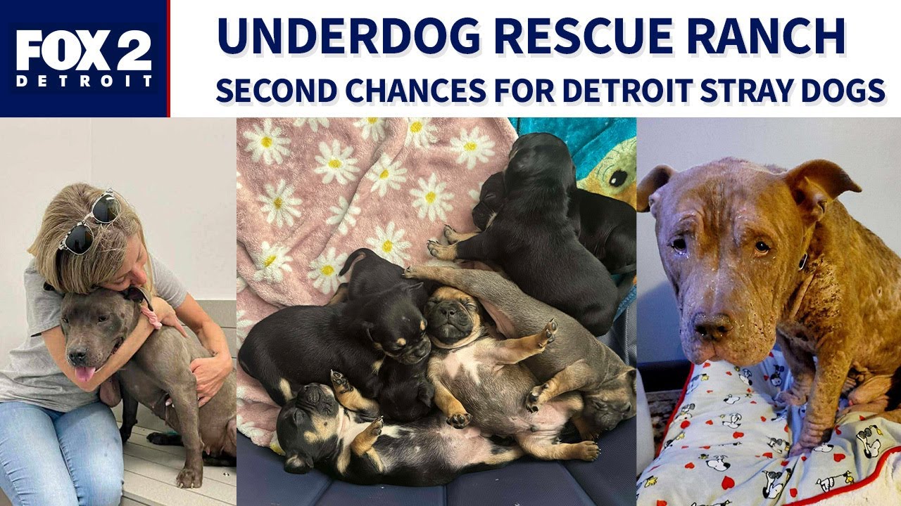 Lori's Stories: Underdog Rescue Ranch