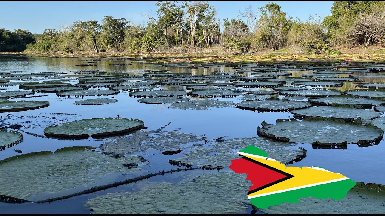 Travels in Guyana 2025 - Part 5 Karanambu