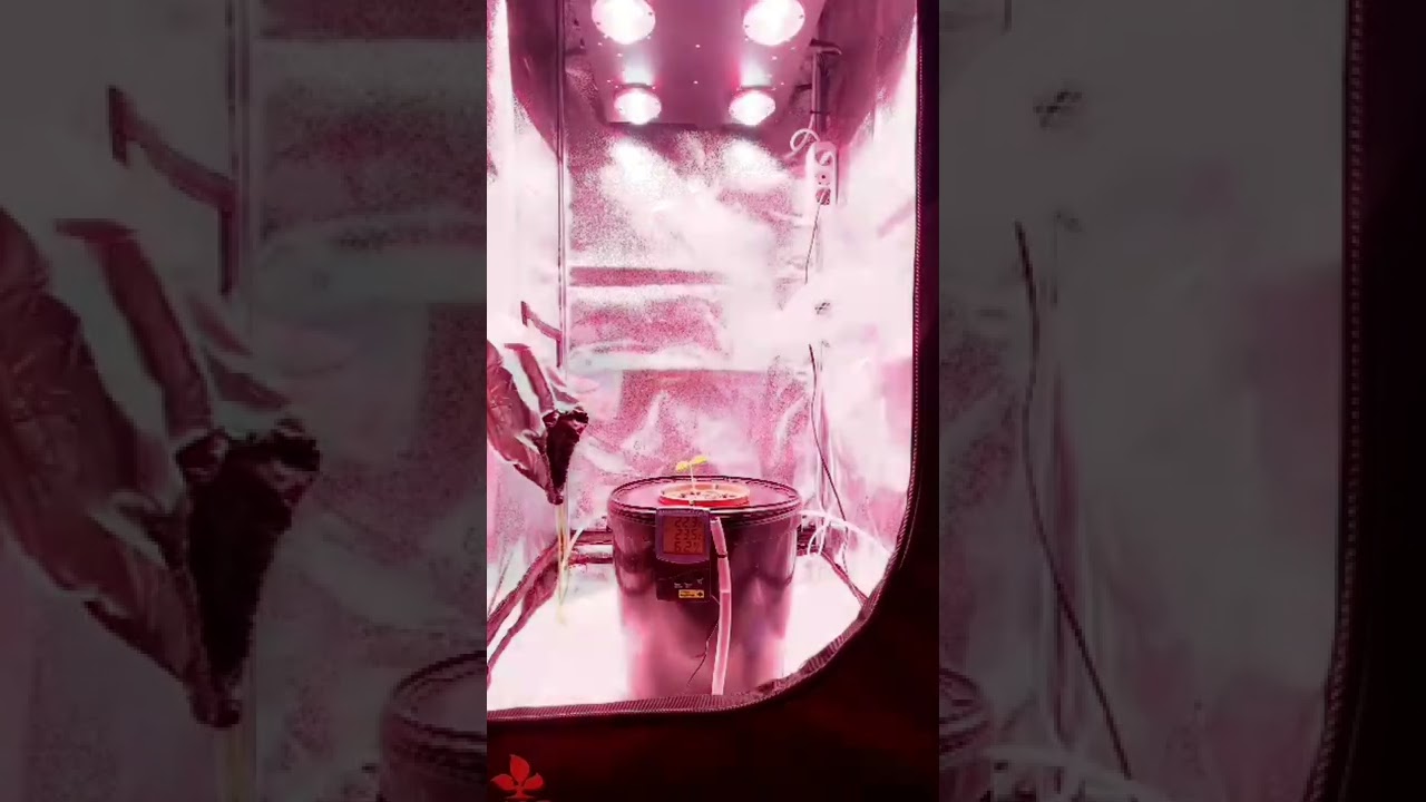 GROWBOX на прокачку