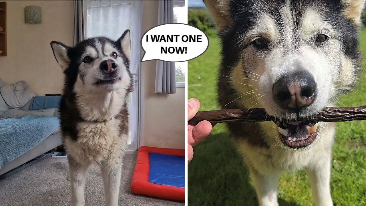 Husky Makes Me A Picnic! It Didn't Go Well!