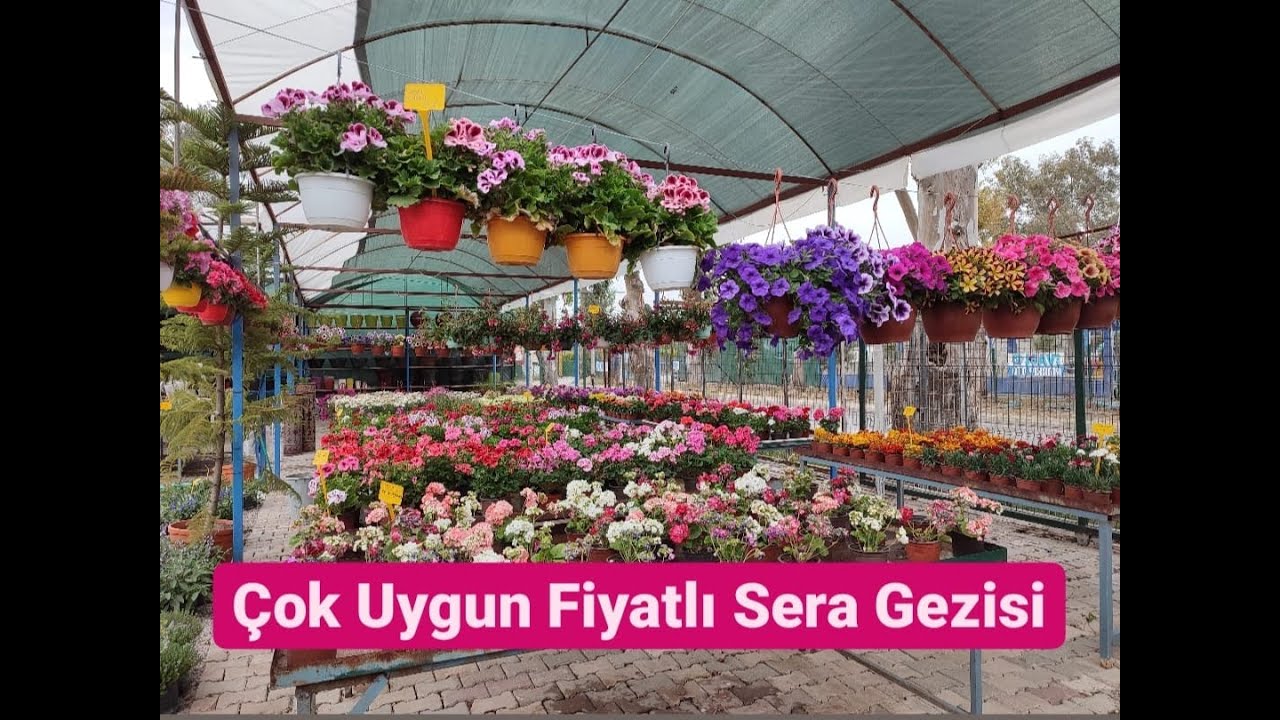 Sera Gezileri 1 (Sardunya Petunya Begonvil Küpe Çiçeği Starliçe Ortanca)