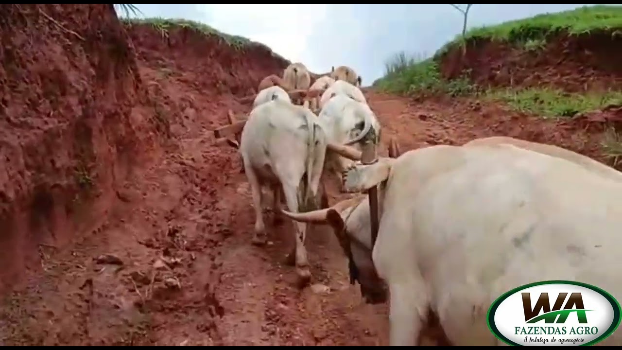 Carro de boi cantando um vedadeiro espet&aacute;culo