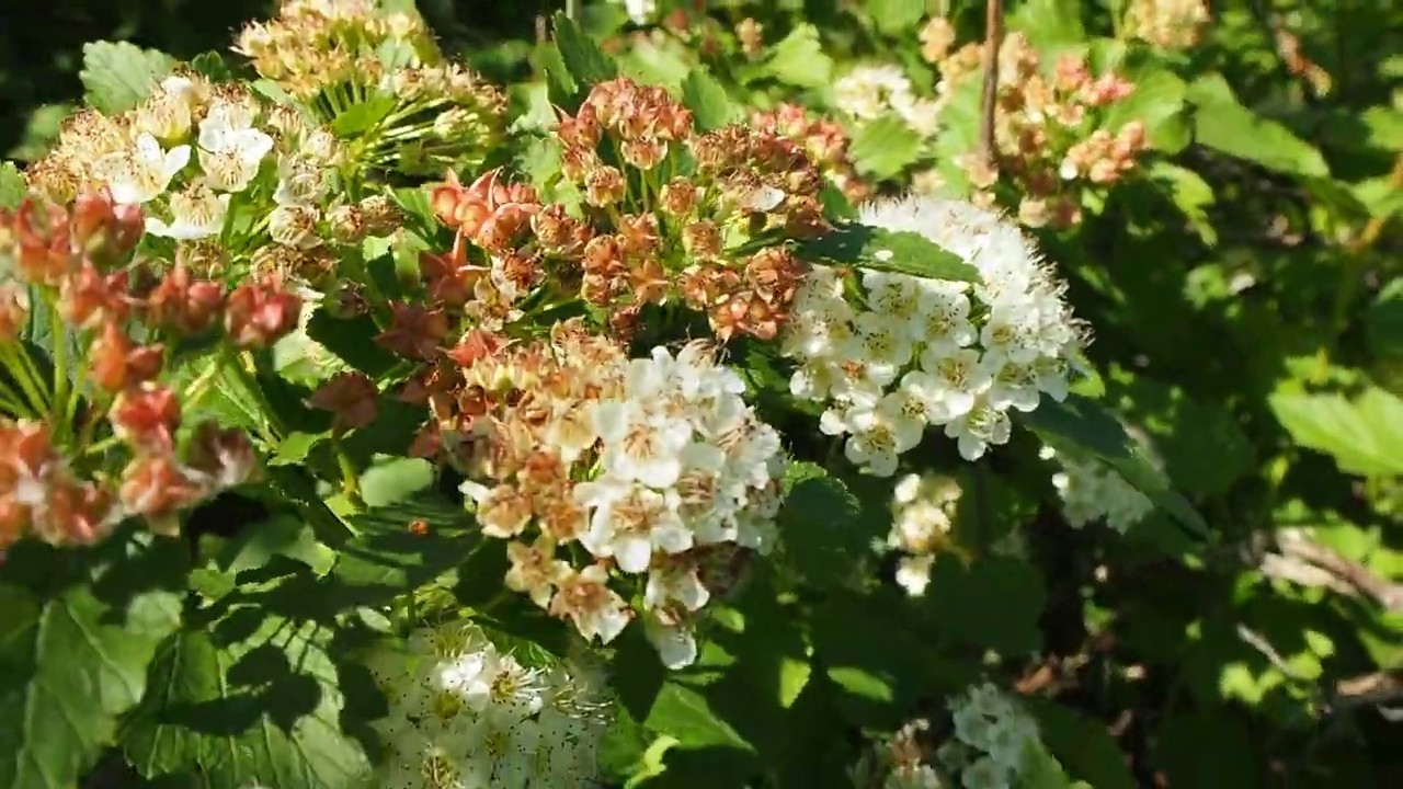 Ninebark
