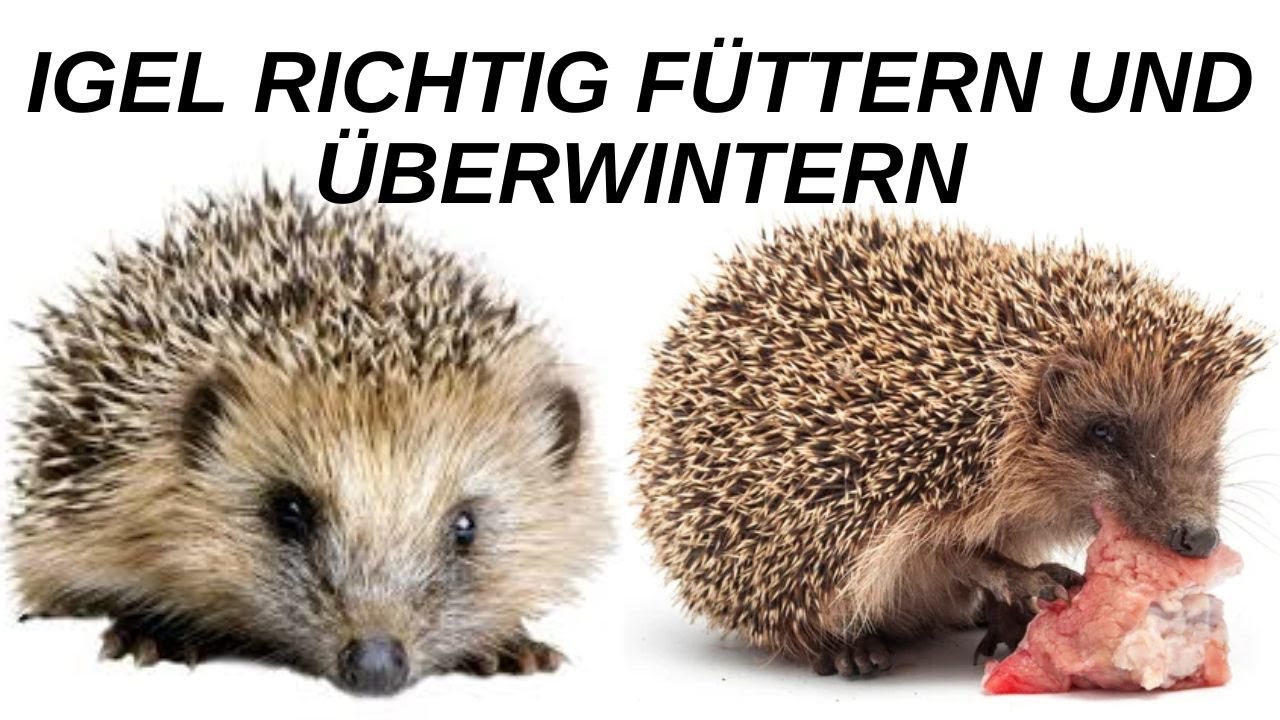 Igel im Winter helfen und wieder auswildern Wie füttert man Igel im Winter Igel Winterschlaf