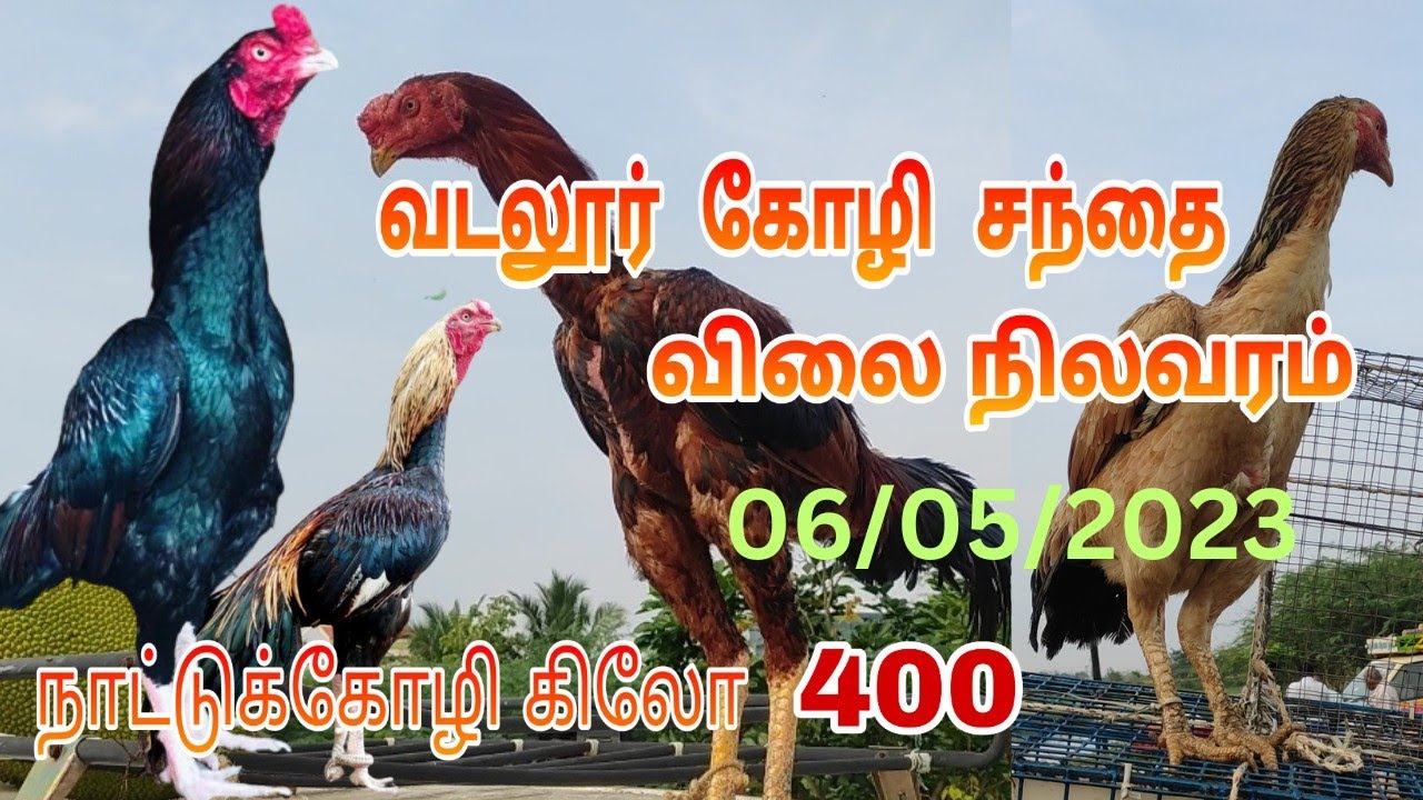 வடலூர் கோழி சந்தை விலை நிலவரம் 06/05/2023/ Vadalur kozhi santhai price list / vadalur seval santhai