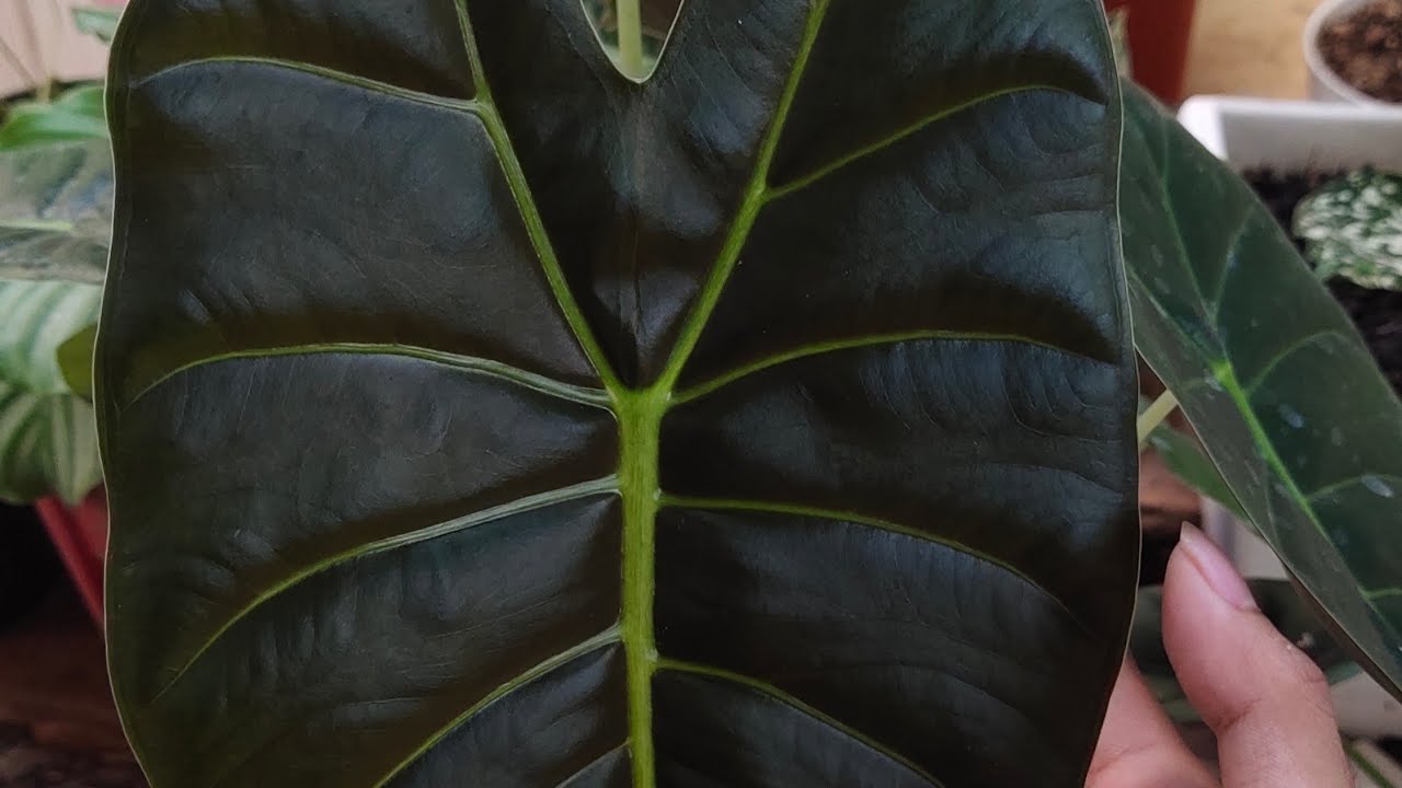 Alocasia Golden Bone / Frydex Bullata Si Tulang Emas Review
